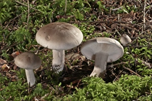 Clouded agaric -Lepista nebularis- Untergroeningen, Baden-Wuerttemberg, Germany, Europe Clouded agaric -Lepista nebularis- Untergroeningen, Baden-Wuerttemberg, Germany, Europe
