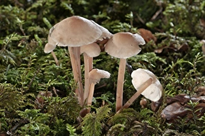Clustered Toughshank -Gymnopus confluens-, Untergroeningen, Baden-Wuerttemberg, Germany, Europe Clustered Toughshank -Gymnopus confluens-, Untergroeningen, Baden-Wuerttemberg, Germany, Europe