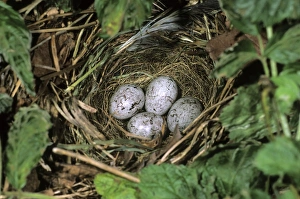 Clutch of the Yellowhammer -Emberiza citrinella- Clutch of the Yellowhammer -Emberiza citrinella-