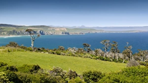 Coastline with pasture land and Kanuka trees -Kunzea ericoides-, Catlins, South Island, New Zealand Coastline with pasture land and Kanuka trees -Kunzea ericoides-, Catlins, South Island, New Zealand