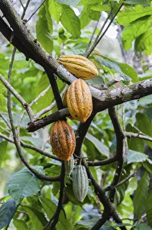 Cocoa tree -Theobroma cacao- with yellow cocoa fruits, Kumily, Kerala, India Cocoa tree -Theobroma cacao- with yellow cocoa fruits, Kumily, Kerala, India