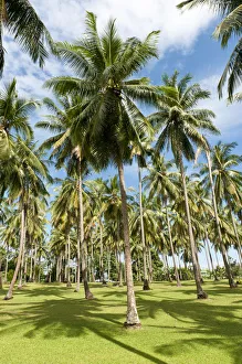 Coconut Palms -Cocos nucifera- on a plantation, coconut cultivation, Khao Lak, Phang Nga Province, Thailand Coconut Palms -Cocos nucifera- on a plantation, coconut cultivation, Khao Lak, Phang Nga Province, Thailand