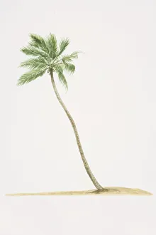 Cocos nucifera, Coconut Palm tree with trunk growing diagonally out of ground Cocos nucifera, Coconut Palm tree with trunk growing diagonally out of ground