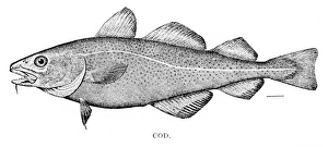 Cod fish engraving 1898 Cod fish engraving 1898