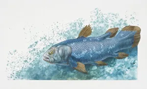 Coelacanth, Latimera chalumnae, side view Coelacanth, Latimera chalumnae, side view