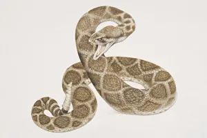Coiling patterned Rattlesnake (crotalus sp.) poised to attack with open mouth Coiling patterned Rattlesnake (crotalus sp.) poised to attack with open mouth