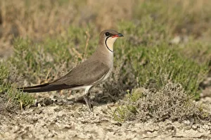 Collared Pratincole or Common Pratincole -Glareola pratincola-, Korinos, Katerini Collared Pratincole or Common Pratincole -Glareola pratincola-, Korinos, Katerini