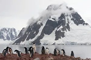 Colony of Adelie Penguins -Pygoscelis adeliae-, adult birds and fledglings during the juvenile moult Colony of Adelie Penguins -Pygoscelis adeliae-, adult birds and fledglings during the juvenile moult