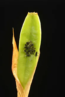 Colony of adult Aphids -Aphididae- on a Lily -Lilium-, pest, Baden-Wurttemberg, Germany Colony of adult Aphids -Aphididae- on a Lily -Lilium-, pest, Baden-Wurttemberg, Germany