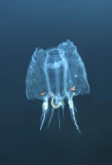 Colony Bakers cyclosalpa -cyclosalpa bakeri-, salp, Japan Sea, Primorsky Krai, Russian Federation, Far East Colony Bakers cyclosalpa -cyclosalpa bakeri-, salp, Japan Sea, Primorsky Krai, Russian Federation, Far East