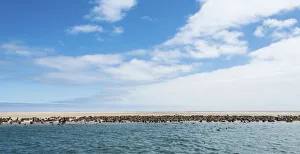 Colony of Brown Fur Seals or Cape Fur Seals -Arctocephalus pusillus- on a sandbank Colony of Brown Fur Seals or Cape Fur Seals -Arctocephalus pusillus- on a sandbank