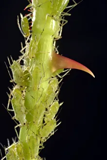 Colony of Large Rose Aphids -Macrosiphum rosae-, pests, on a Rose -Rosa- with a thorn Colony of Large Rose Aphids -Macrosiphum rosae-, pests, on a Rose -Rosa- with a thorn