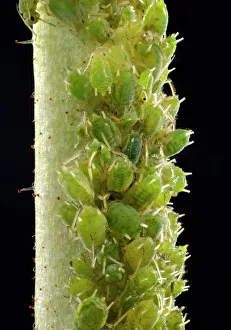 Colony of small Permanent Currant Aphids -Aphidula schneideri-, pests, macro shot Colony of small Permanent Currant Aphids -Aphidula schneideri-, pests, macro shot