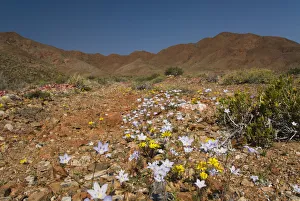 color image, photography, multi colored, south africa, desert, wildflower, landscape color image, photography, multi colored, south africa, desert, wildflower, landscape