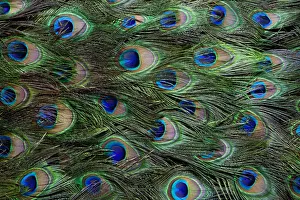 Colorful and Distinctive Peacock Tail Feathers Colorful and Distinctive Peacock Tail Feathers