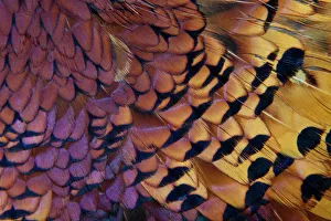 Colorful variation on Ring Necked Pheasant Feather Colorful variation on Ring Necked Pheasant Feather