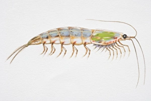 Colourful Krill (Malacostracan crustacean), side view Colourful Krill (Malacostracan crustacean), side view