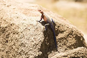 Colourful male Rock Agama (Agama agama) lizard perched on rock, Serengeti National Park Colourful male Rock Agama (Agama agama) lizard perched on rock, Serengeti National Park