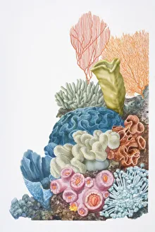Collections/dorling kindersley prints/colourful multi textured coral cluster Collections/dorling kindersley prints/colourful multi textured coral cluster