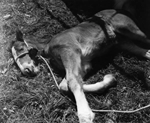 Colt Nap Colt Nap