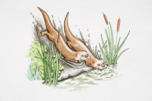 Comical depiction of two otters sliding down muddy riverbank into water below Comical depiction of two otters sliding down muddy riverbank into water below
