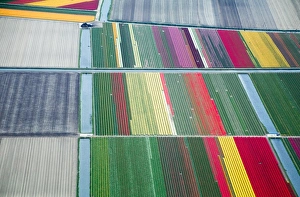 Commercial flower bulb cultivation in the Netherlands Commercial flower bulb cultivation in the Netherlands