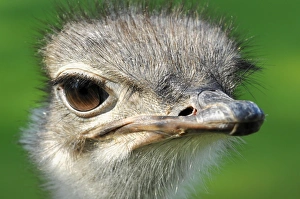 Commn Ostrich -Struthio camelus-, captive, Germany Commn Ostrich -Struthio camelus-, captive, Germany