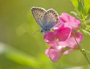Common Blue -Polyommatus icarus- sucking nectar, Thuringia, Germany Common Blue -Polyommatus icarus- sucking nectar, Thuringia, Germany