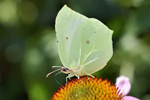 Common Brimstone -Gonepteryx rhamni- on flower of purple coneflower -Echinacea purpurea- Common Brimstone -Gonepteryx rhamni- on flower of purple coneflower -Echinacea purpurea-