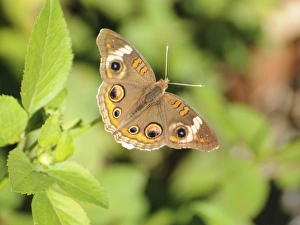 Common buckeye butterfly, Junonia coenia. Everglades National Park, Florida, USA Common buckeye butterfly, Junonia coenia. Everglades National Park, Florida, USA