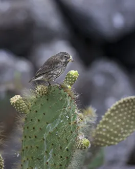 Common Cactus Finch or Small Cactus Finch -Geospiza scandens- feeding on a flower of an Opuntia, Isla Genovesa Common Cactus Finch or Small Cactus Finch -Geospiza scandens- feeding on a flower of an Opuntia, Isla Genovesa