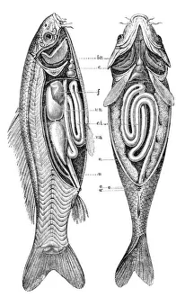 Common carp anatomy