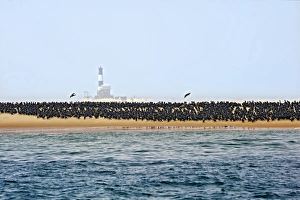 Common Cormorants -Phalacrocorax carbo- on a sand bank near Walvis Bay, Erongo Region Common Cormorants -Phalacrocorax carbo- on a sand bank near Walvis Bay, Erongo Region