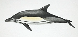Common Dolphin, Delphinus delphis, side view Common Dolphin, Delphinus delphis, side view
