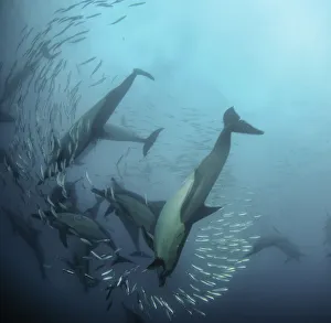 Common dolphins attacking a sardine bait ball during the annual sardine run, Wild Coast, South Africa Common dolphins attacking a sardine bait ball during the annual sardine run, Wild Coast, South Africa
