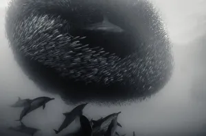 Common dolphins and a bronze whaler shark attacking a sardine bait ball during the annual Common dolphins and a bronze whaler shark attacking a sardine bait ball during the annual