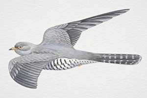 Common or Eurasian Cuckoo (Cuculus canorus), grey wings spread in flight Common or Eurasian Cuckoo (Cuculus canorus), grey wings spread in flight
