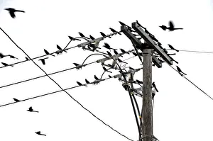 Common Grackles Phenomenon Blackbirds Birds Common Grackles Phenomenon Blackbirds Birds