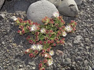 Common Ice Plant or Crystalline Iceplant -Mesembryanthemum crystallinum-, La Gomera Common Ice Plant or Crystalline Iceplant -Mesembryanthemum crystallinum-, La Gomera