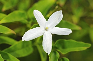 Common Jasmine -Jasminum officinale-, flowering Common Jasmine -Jasminum officinale-, flowering