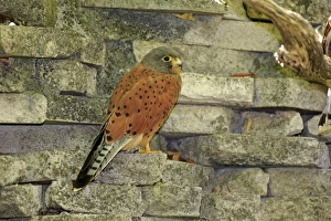 Common Kestrel -Falco tinnunculus-, adult male on wall, Western Cape, South Africa Common Kestrel -Falco tinnunculus-, adult male on wall, Western Cape, South Africa