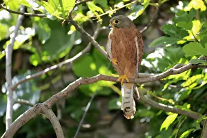 Common Kestrel -Falco tinnunculus-, adult male on tree, Western Cape, South Africa Common Kestrel -Falco tinnunculus-, adult male on tree, Western Cape, South Africa