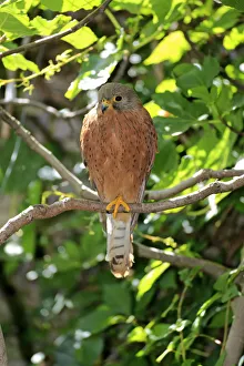 Common Kestrel -Falco tinnunculus-, adult male on tree, Western Cape, South Africa Common Kestrel -Falco tinnunculus-, adult male on tree, Western Cape, South Africa