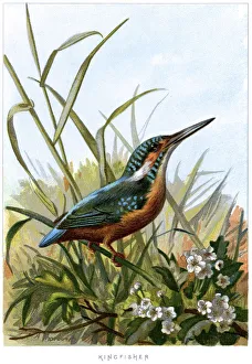Common Kingfisher - Alcedo atthis Common Kingfisher - Alcedo atthis