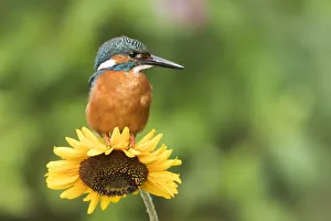 Common kingfisher (Alcedo atthis) sits on Sunflower (Helianthus annuus), Hesse, Germany Common kingfisher (Alcedo atthis) sits on Sunflower (Helianthus annuus), Hesse, Germany