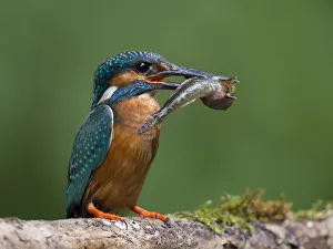 Common Kingfisher -Alcedo atthis- with a captured fish, Eifel, Rhineland-Palatinate Common Kingfisher -Alcedo atthis- with a captured fish, Eifel, Rhineland-Palatinate