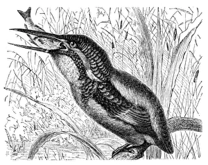 The common kingfisher , Eurasian kingfisher, river kingfisher (Alcedo atthis) The common kingfisher , Eurasian kingfisher, river kingfisher (Alcedo atthis)
