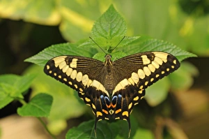Common Lime Butterfly or Citrus Swallowtail -Papilio demoleus-, tropical butterfly Common Lime Butterfly or Citrus Swallowtail -Papilio demoleus-, tropical butterfly
