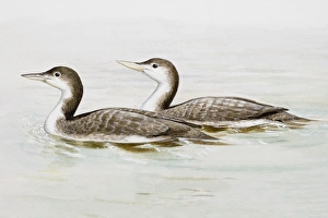 Common loon (Gavia immer), two birds in the water, side view Common loon (Gavia immer), two birds in the water, side view