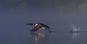Common loon skip Common loon skip